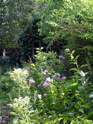 Staudenbeet im Garten